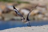 Willet