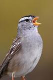 White_crowned Sparrow