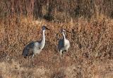 Sandhill Cranes mate for life and can live for over thirty years