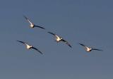 Snow Geese in formation