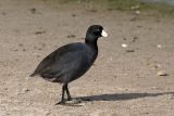 American Coot