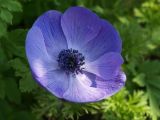 Anemone.