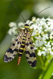 Common Scorpionfly (panorpa communis)