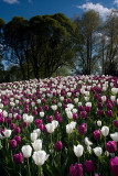 Hatanp Mansion & Arboretum: Tulips