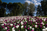 Hataanp Mansion & Arboretum: Tulips