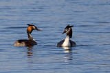 Great Crested Grebe Pair (Podiceps cristatus)