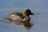 Common Goldeneye, female (buchephala clangula)