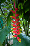 Khao Sok National Park: Lobster Claw (Heliconia)