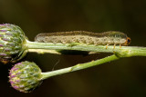 Unid Sawfly Larva (symphyta hymenoptera)