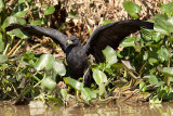 Great Black Hawk with Iguana (buteogallus urubitinga)
