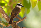 Great Kiskadee (pitangus sulphuratus)