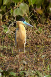 Capped Heron (pilherodius pileatus)