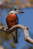 Ringed Kingfisher (megaceryle torquata)