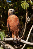 Black-Collared Hawk (busarellus nigricollis)