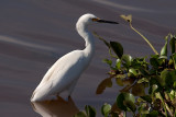 Snowy Egret (egretta thula)