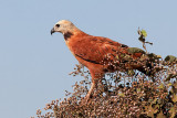 Black-Collared Hawk (busarellus nigricollis)