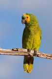 Blue-Fronted Amazon Parrot (amazona aestiva)