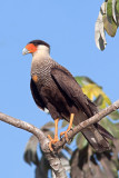 Southern Crested Caracara (caracara plancus)