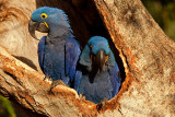 Hyacinth Macaw Pair in Nest