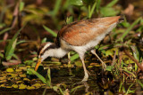 Wattled Jacana,  Juvenile (jacana jacana)