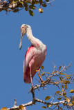 Roseate Spoonbill (ajaja ajaja)