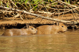 Capybara Babys (hydrochoerus hydrochaeris)