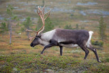 Reindeer