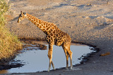 Source of Life and Death (Giraffe and Dead Hyena)