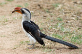 Red-Billed Hornbill (tockus erythrorhynchus)