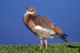 Egyptian Goose (alopochen aegyptiacus)