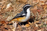African White-Throated Robin-Chat (robi cossypha humeralis)