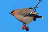 Bohemian Waxwing (bombycilla garrulus)