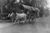 Oxcart Taiping 1947
