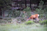 Near Bryce Canyon