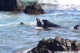 Elephant Seal Bulls fighting
