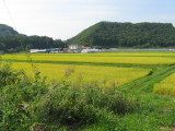Rice fields such as this are typical