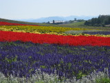 Roadside gardens such as this attract many tourist.