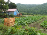 Day 10: Local farms and gardens are a common sights.