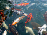 The lake was filled with colorful koi.
