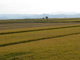 As far as I can see; rice fields.