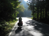 On the road again within the dense forest.