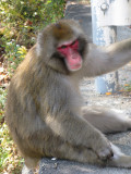 Snow Monkey on side of mountain road.