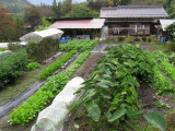 The trail passes homes as well as some shops and ryokans.