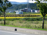 Harvest time. Plants are hung to dry.