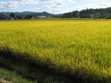Ill call it Sunlight on Fields of Rice.