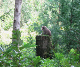 Spotting a Japanese Snow Monkey which lives in the mountains.