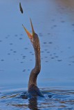 Anhinga eating minnow