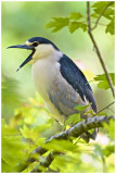 Black Crown Night Heron-Corkscrew Sanctuary