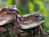 Dos Amigos Frogs