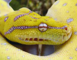 Green Tree Python-Reptiles Magazine, National Snake Photo Contest Winner